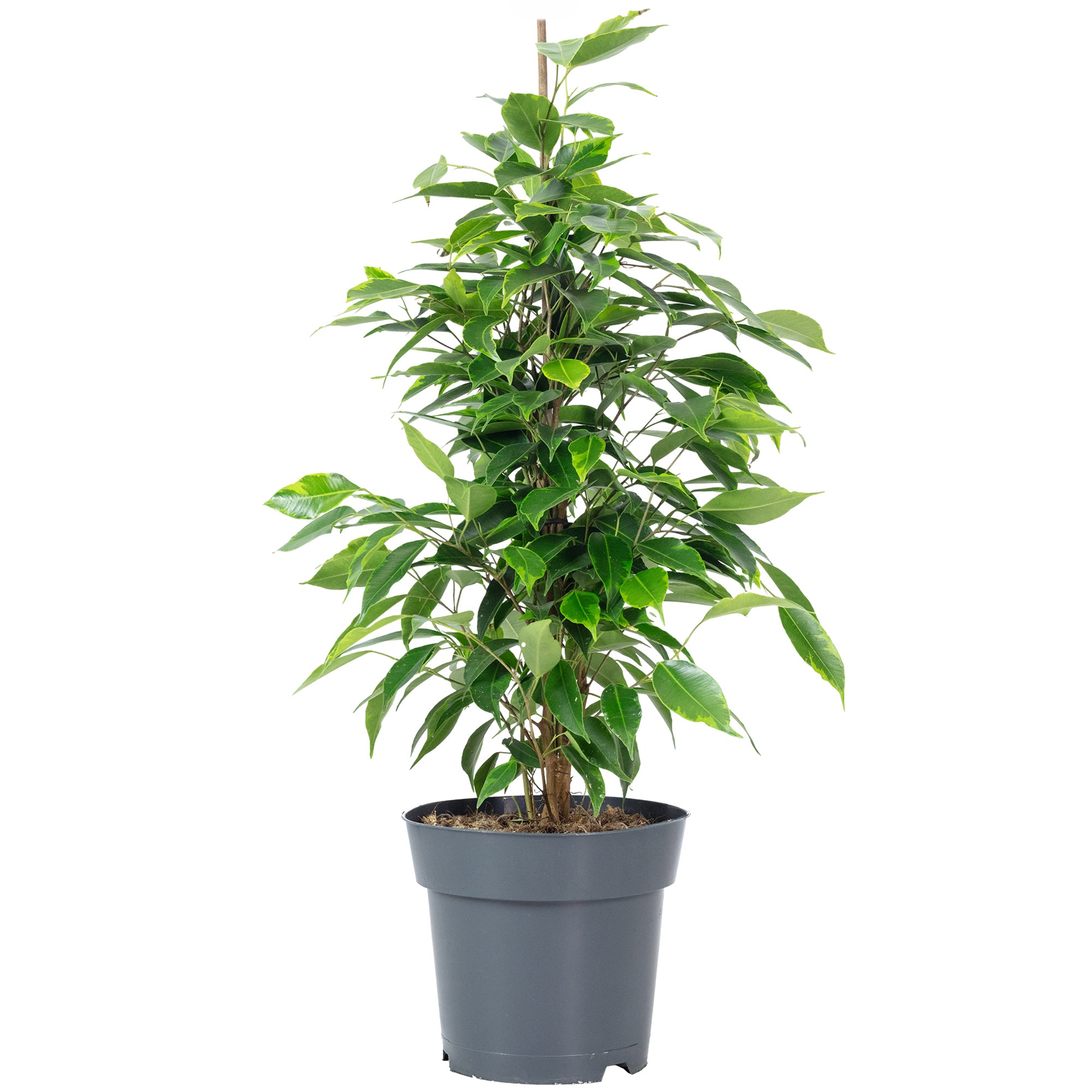 Weeping fig "Forever" - Ficus benjamini - Height approx. 75 cm, pot diameter 17 cm