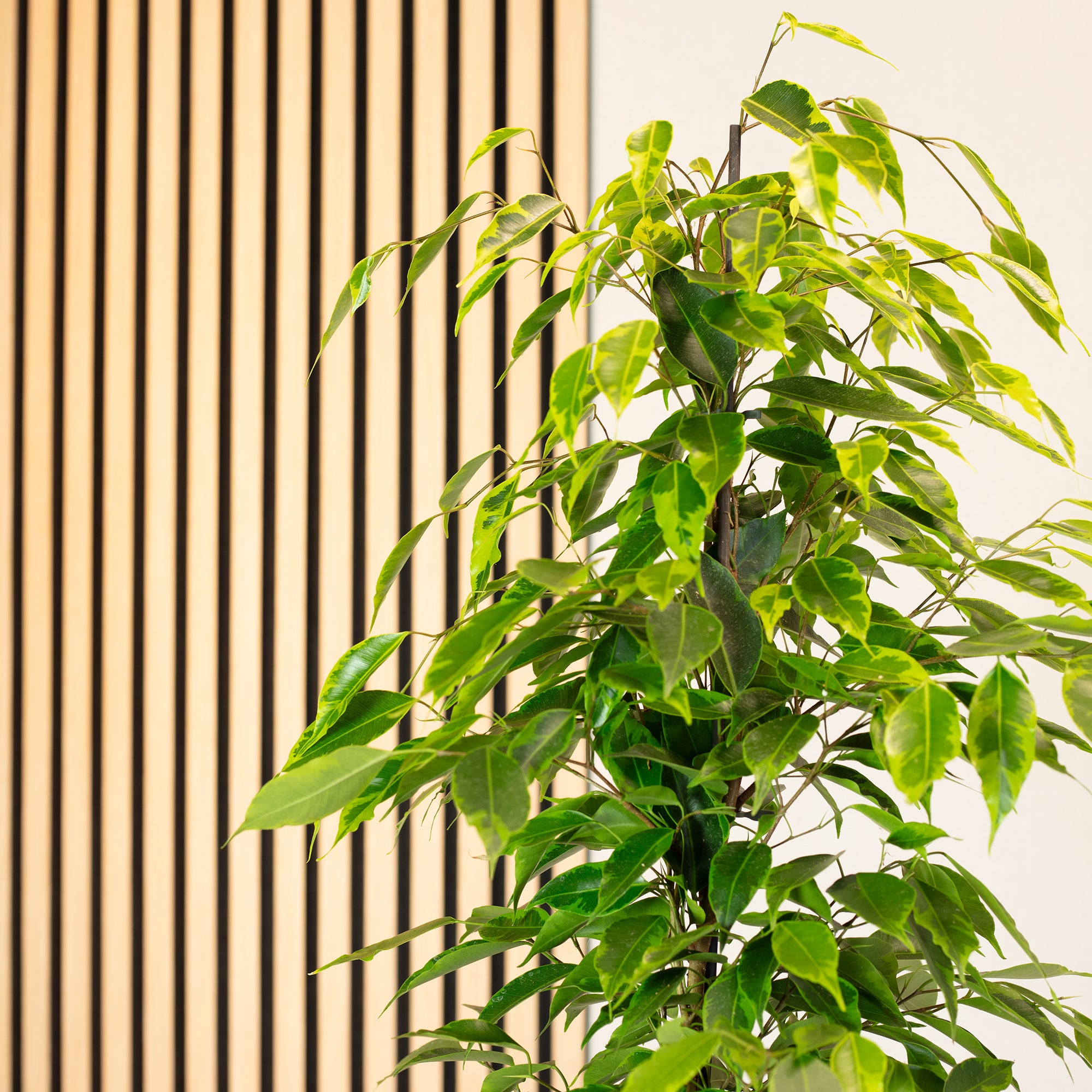 Weeping fig "Forever" - Ficus benjamini - Height approx. 75 cm, pot diameter 17 cm