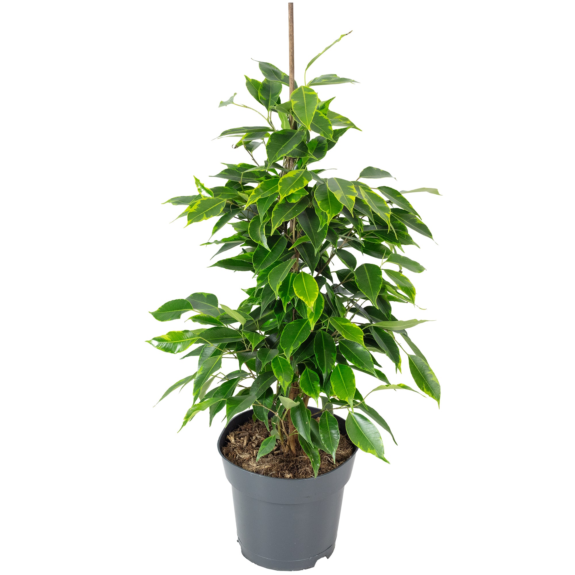 Weeping fig "Forever" - Ficus benjamini - Height approx. 75 cm, pot diameter 17 cm