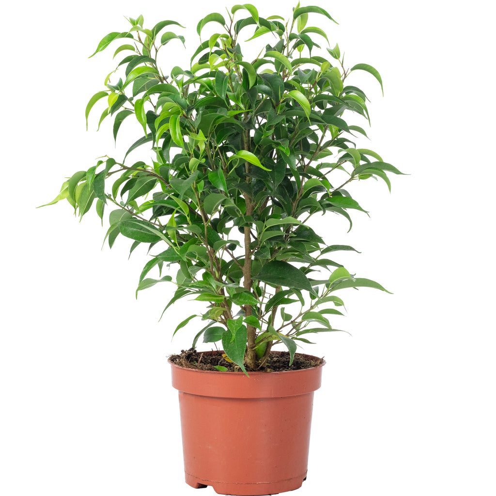 Ficus benjamini 'Natasja' branched - Height approx. 30 cm, pot diameter 12 cm