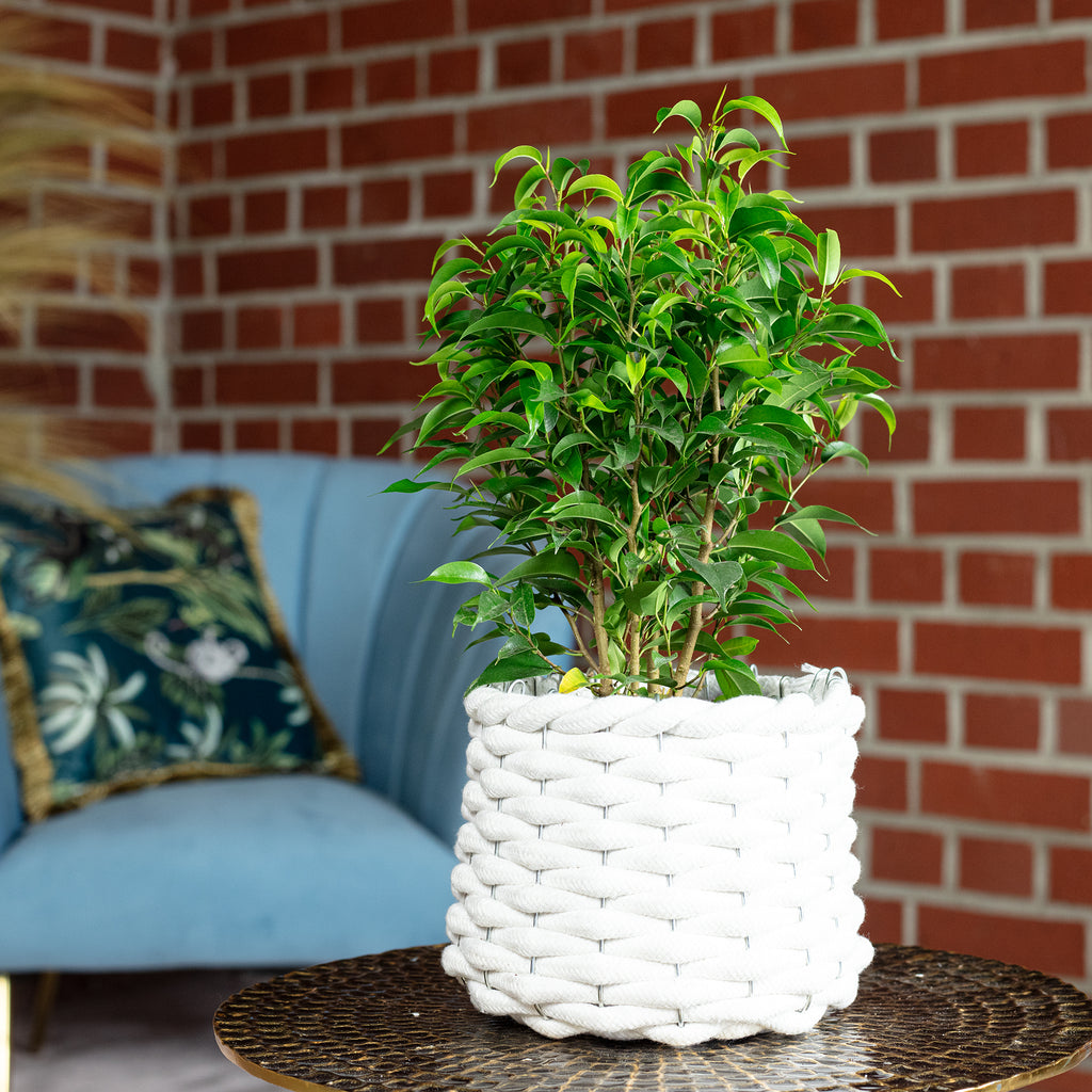 Ficus benjamini 'Natasja' branched - Height approx. 30 cm, pot diameter 12 cm