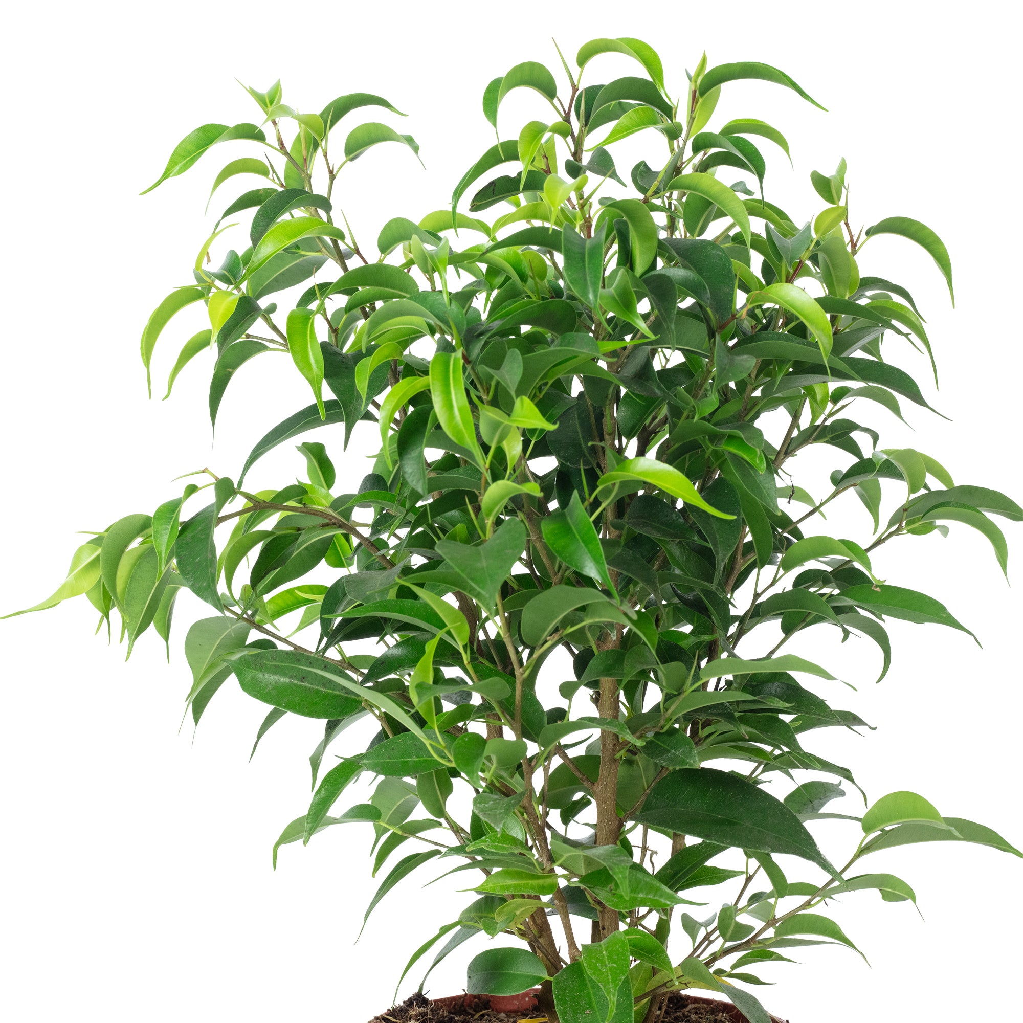 Birkenfeige "Natasja" verzweigt - Ficus benjamini - Höhe ca. 30 cm, Topf-Ø 12 cm