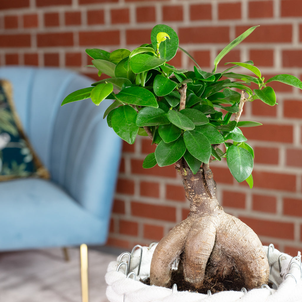 Chinesische Feige - Ficus Ginseng - Höhe ca. 25 cm, Topf-Ø 12 cm