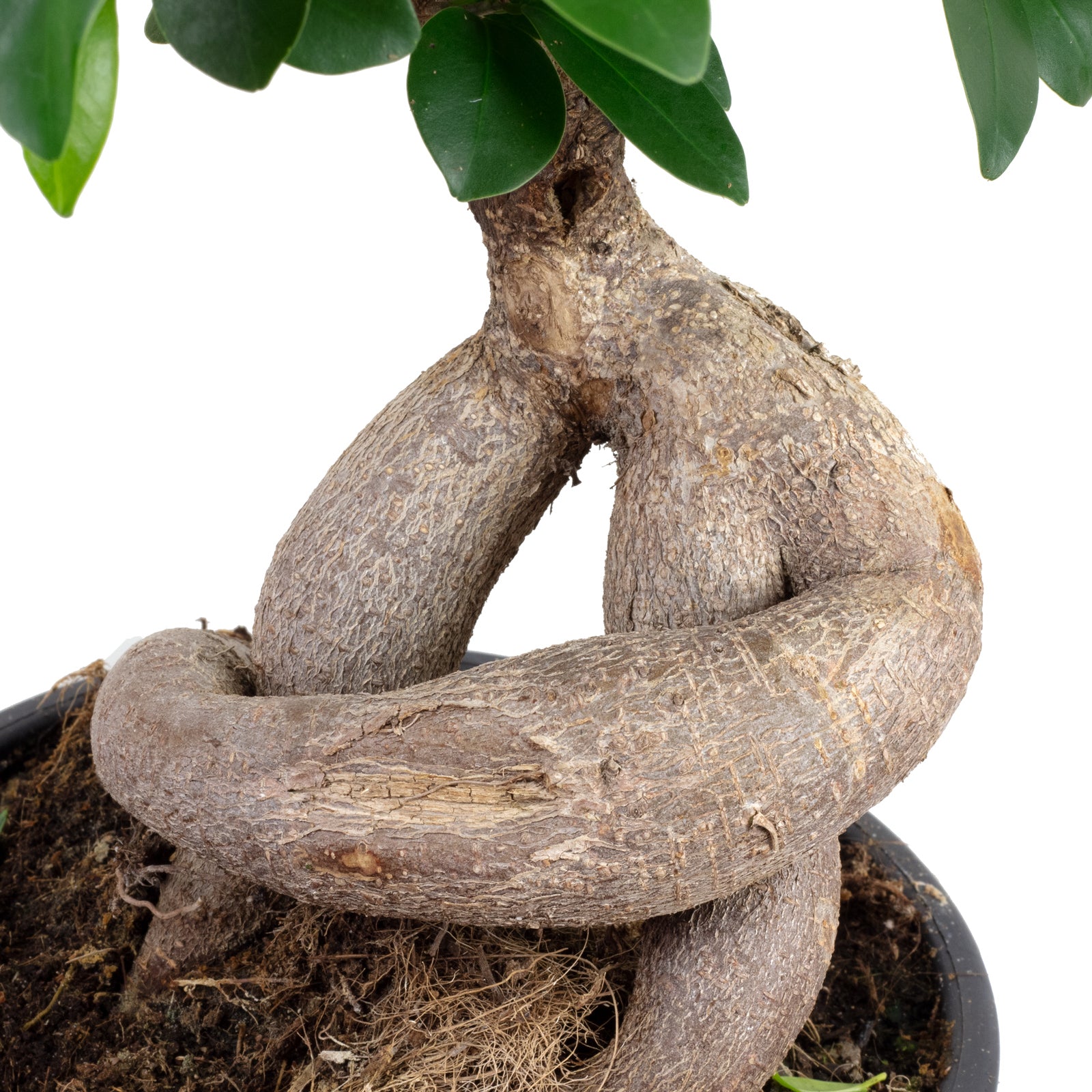 Chinesische Feige - Ficus Ginseng - Höhe ca. 40 cm, Topf-Ø 17 cm