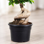 Chinesische Feige - Ficus Ginseng - Höhe ca. 40 cm, Topf-Ø 17 cm