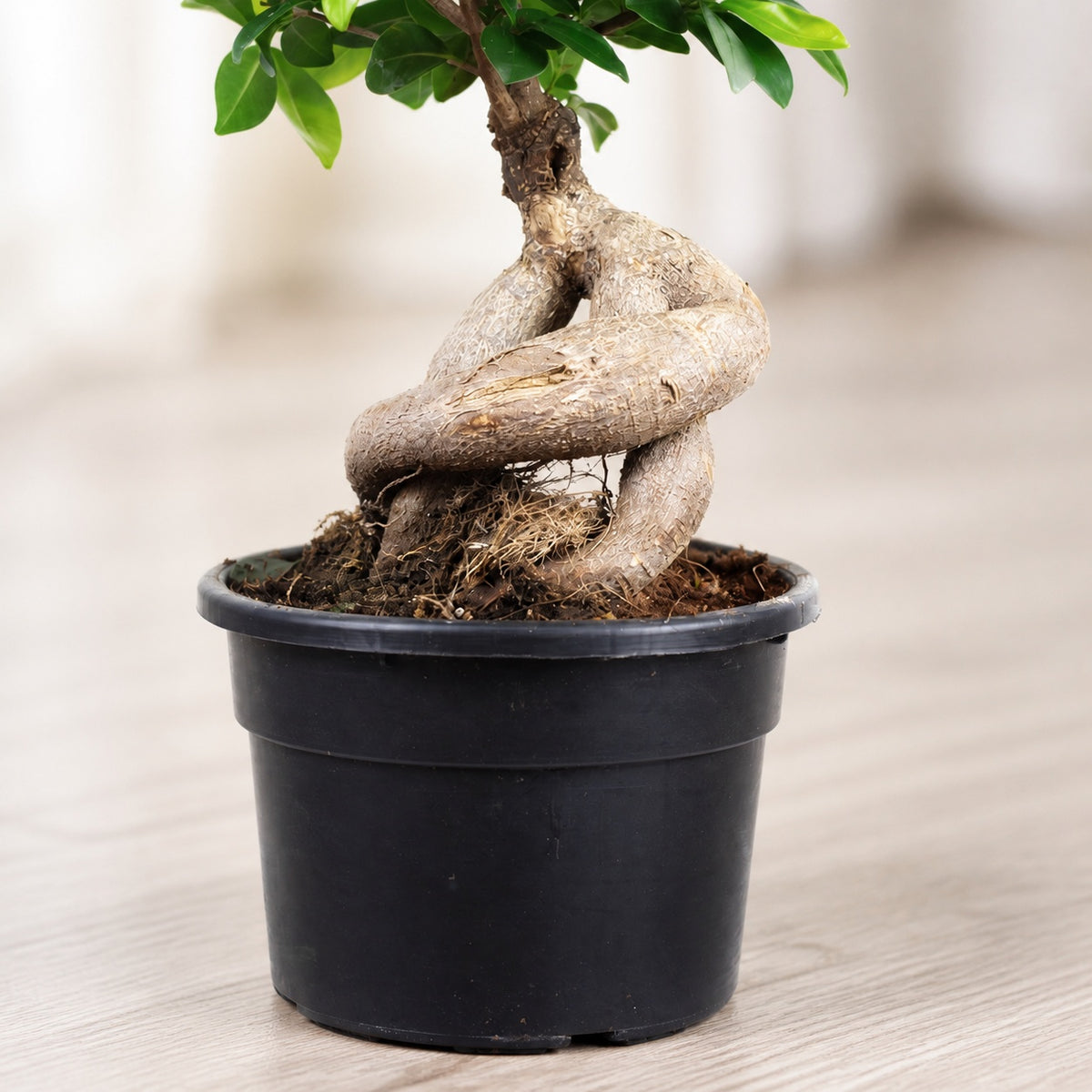 Chinesische Feige - Ficus Ginseng - Höhe ca. 40 cm, Topf-Ø 17 cm
