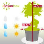 Chinesische Feige - Ficus Ginseng - Höhe ca. 40 cm, Topf-Ø 17 cm