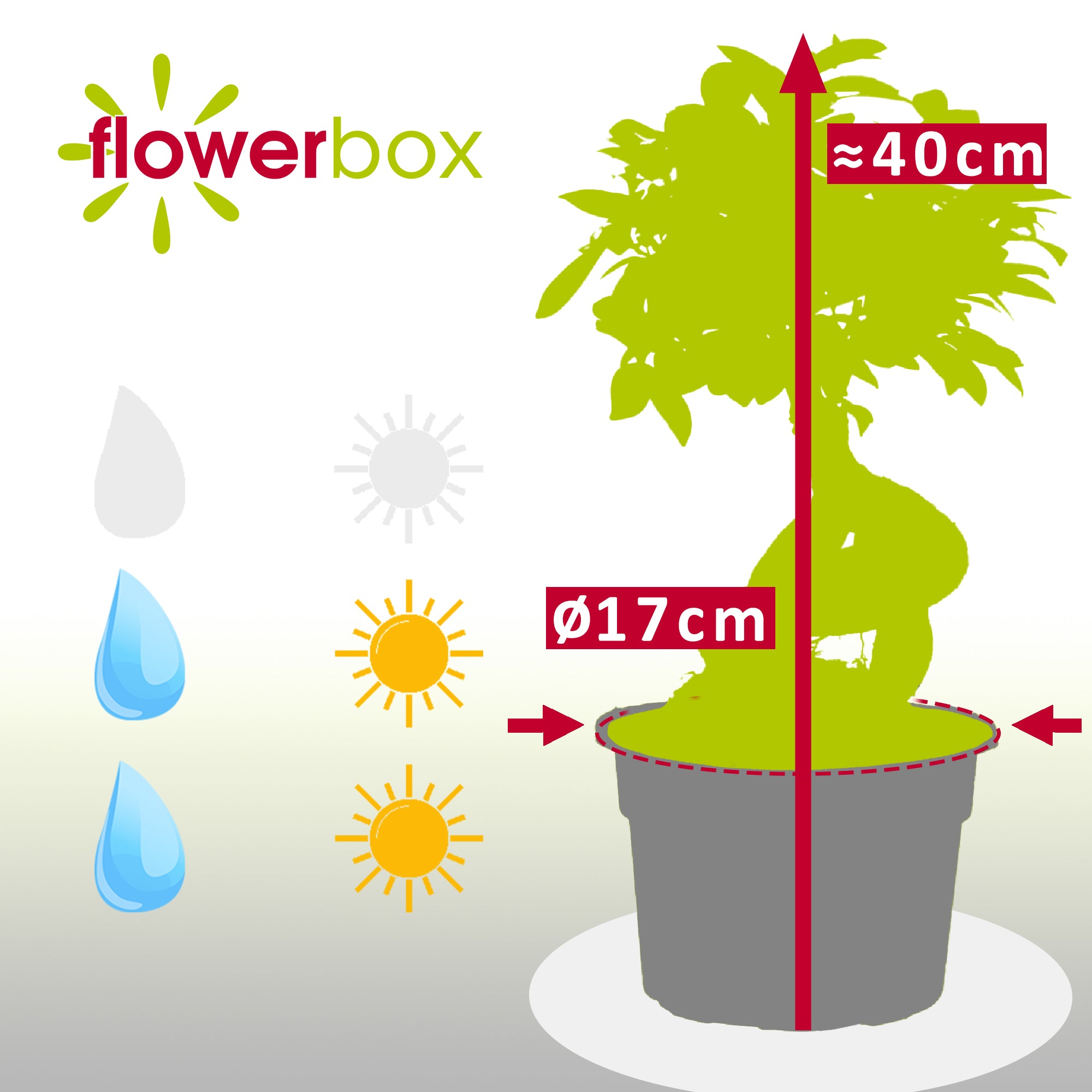 Chinesische Feige - Ficus Ginseng - Höhe ca. 40 cm, Topf-Ø 17 cm