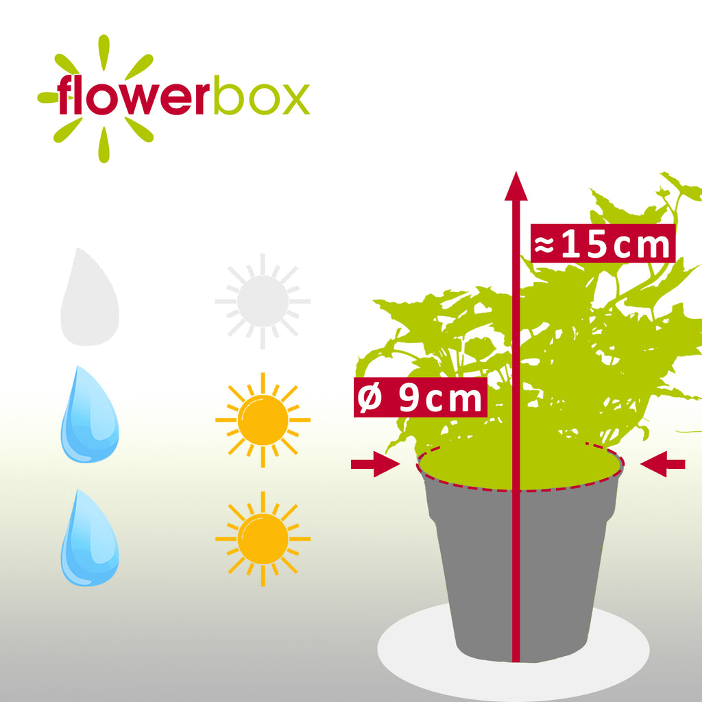 Gemeiner Efeu grün - Hedera helix - Höhe ca. 15 cm, Topf-Ø 9 cm