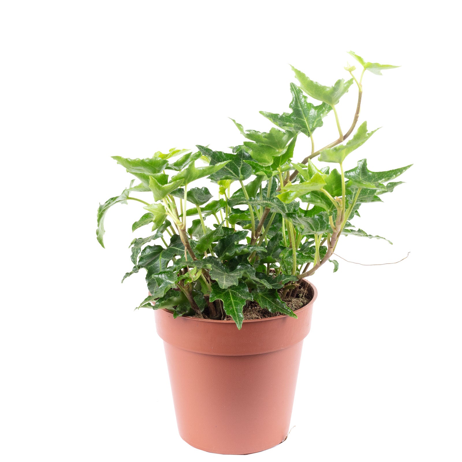 Gemeiner Efeu grün - Hedera helix - Höhe ca. 15 cm, Topf-Ø 9 cm