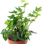 Gemeiner Efeu grün - Hedera helix - Höhe ca. 15 cm, Topf-Ø 9 cm