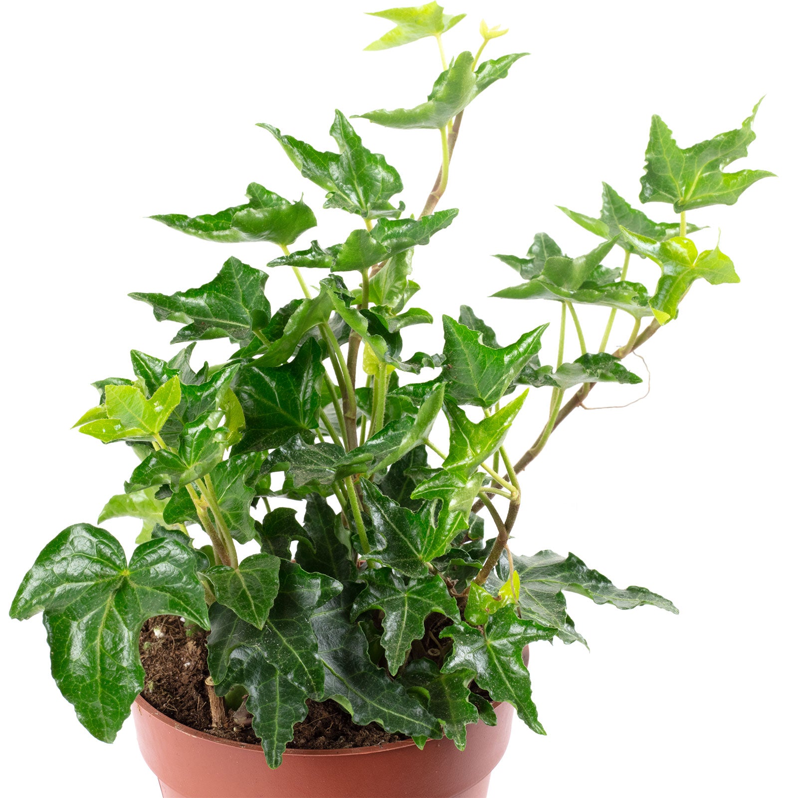 Gemeiner Efeu grün - Hedera helix - Höhe ca. 15 cm, Topf-Ø 9 cm