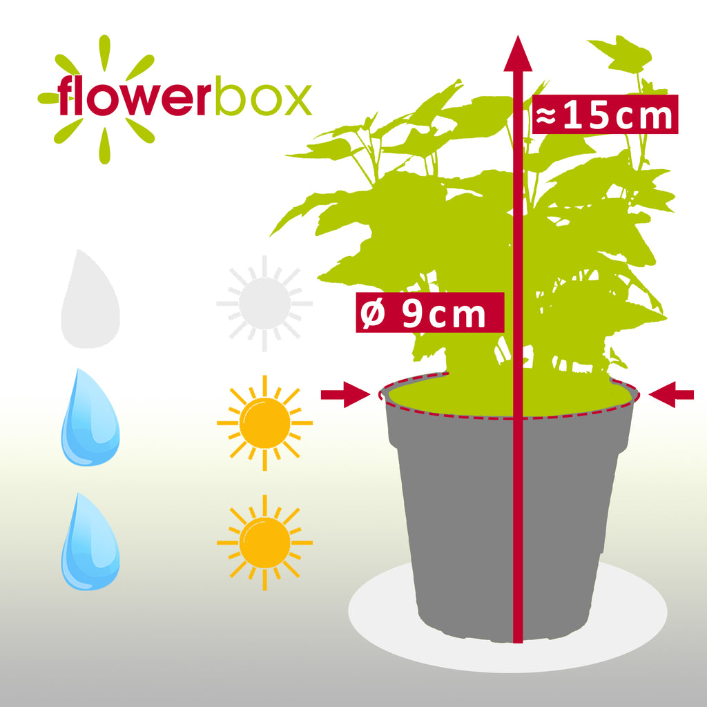 Gemeiner Efeu bunt - Hedera helix - Höhe ca. 15 cm, Topf-Ø 9 cm