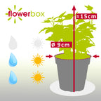 Gemeiner Efeu bunt - Hedera helix - Höhe ca. 15 cm, Topf-Ø 9 cm
