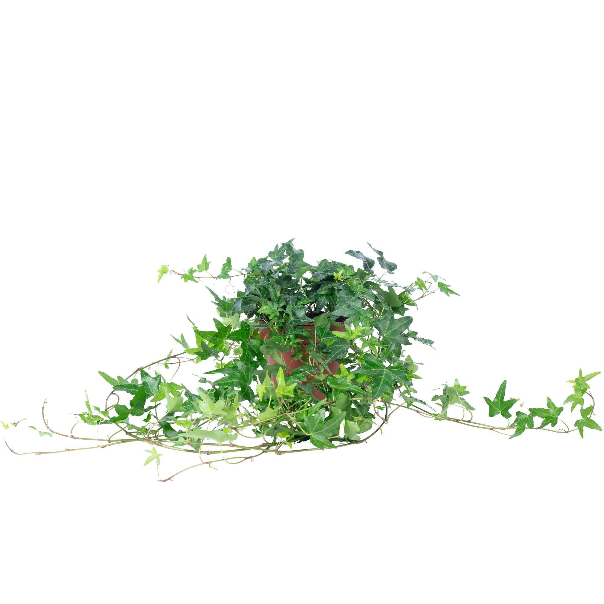 Common ivy, green - Hedera helix - Height approx. 20 cm, pot diameter 13 cm