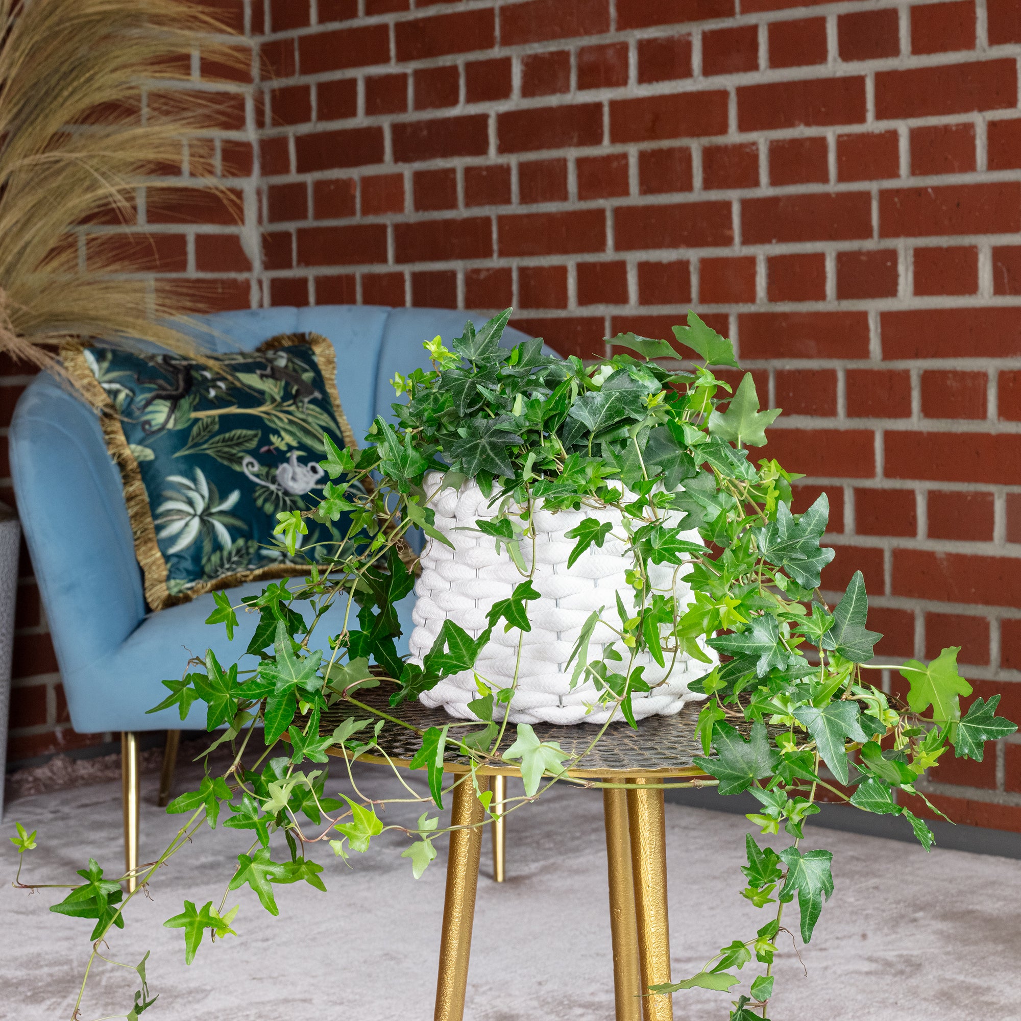 Common ivy, green - Hedera helix - Height approx. 20 cm, pot diameter 13 cm