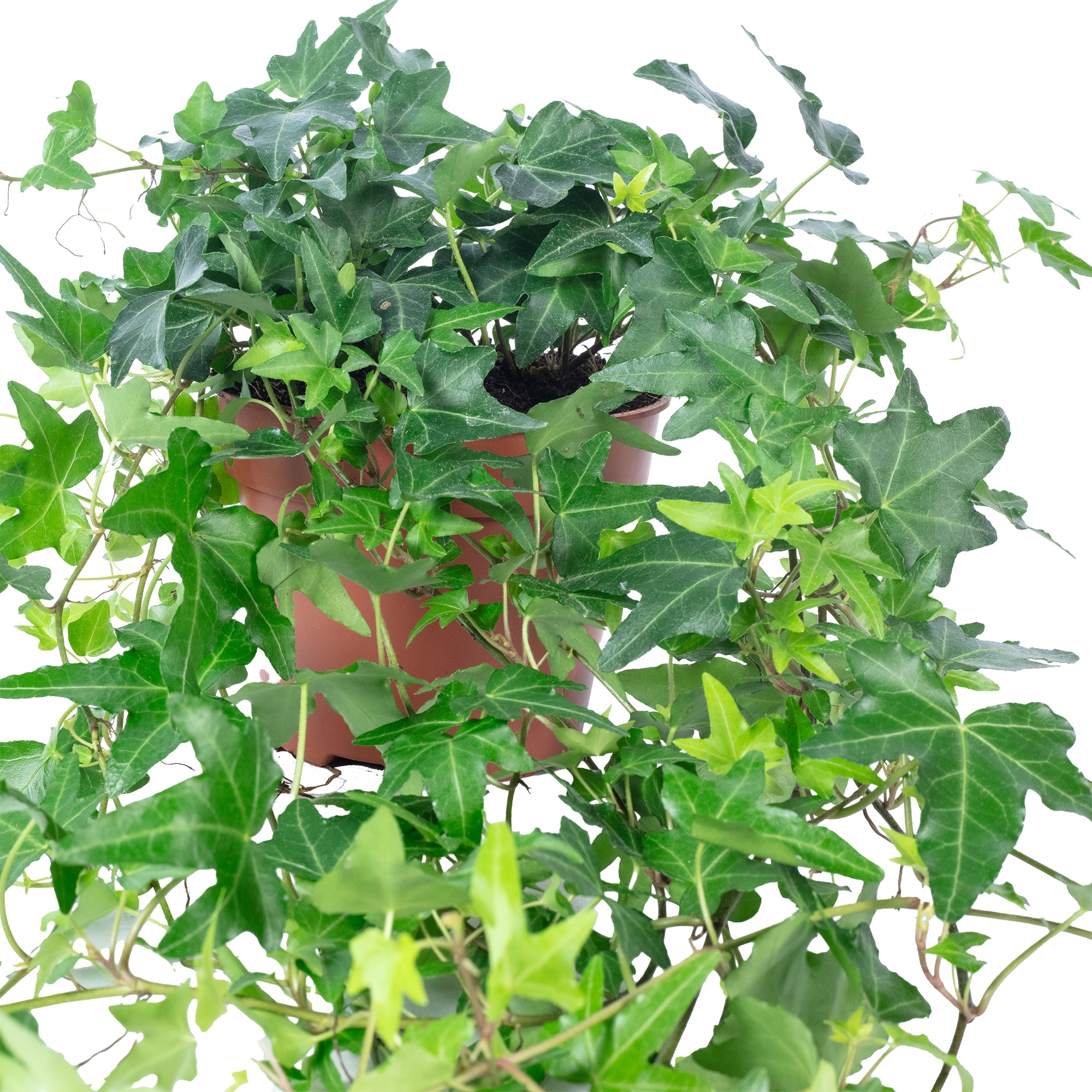 Common ivy, green - Hedera helix - Height approx. 20 cm, pot diameter 13 cm