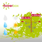 Gemeiner Efeu grün - Hedera helix - Höhe ca. 20 cm, Topf-Ø 13 cm