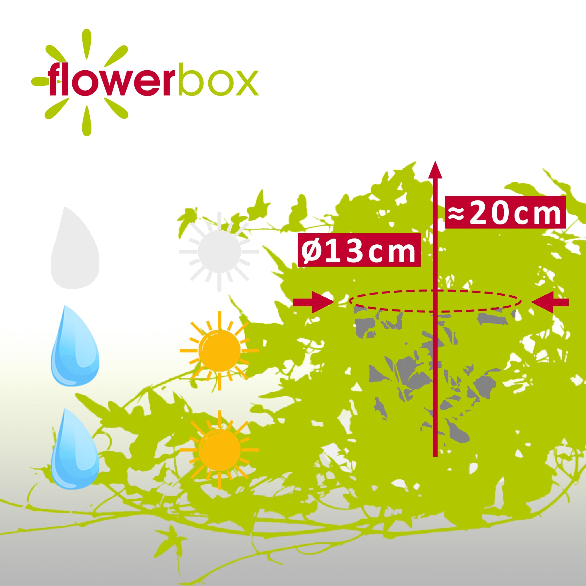 Gemeiner Efeu grün - Hedera helix - Höhe ca. 20 cm, Topf-Ø 13 cm