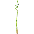 Lucky Bamboo spiral stem, in tube - Dracaena Sanderiana - 50 cm