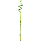 Lucky Bamboo spiral stem, in tube - Dracaena Sanderiana - 50 cm