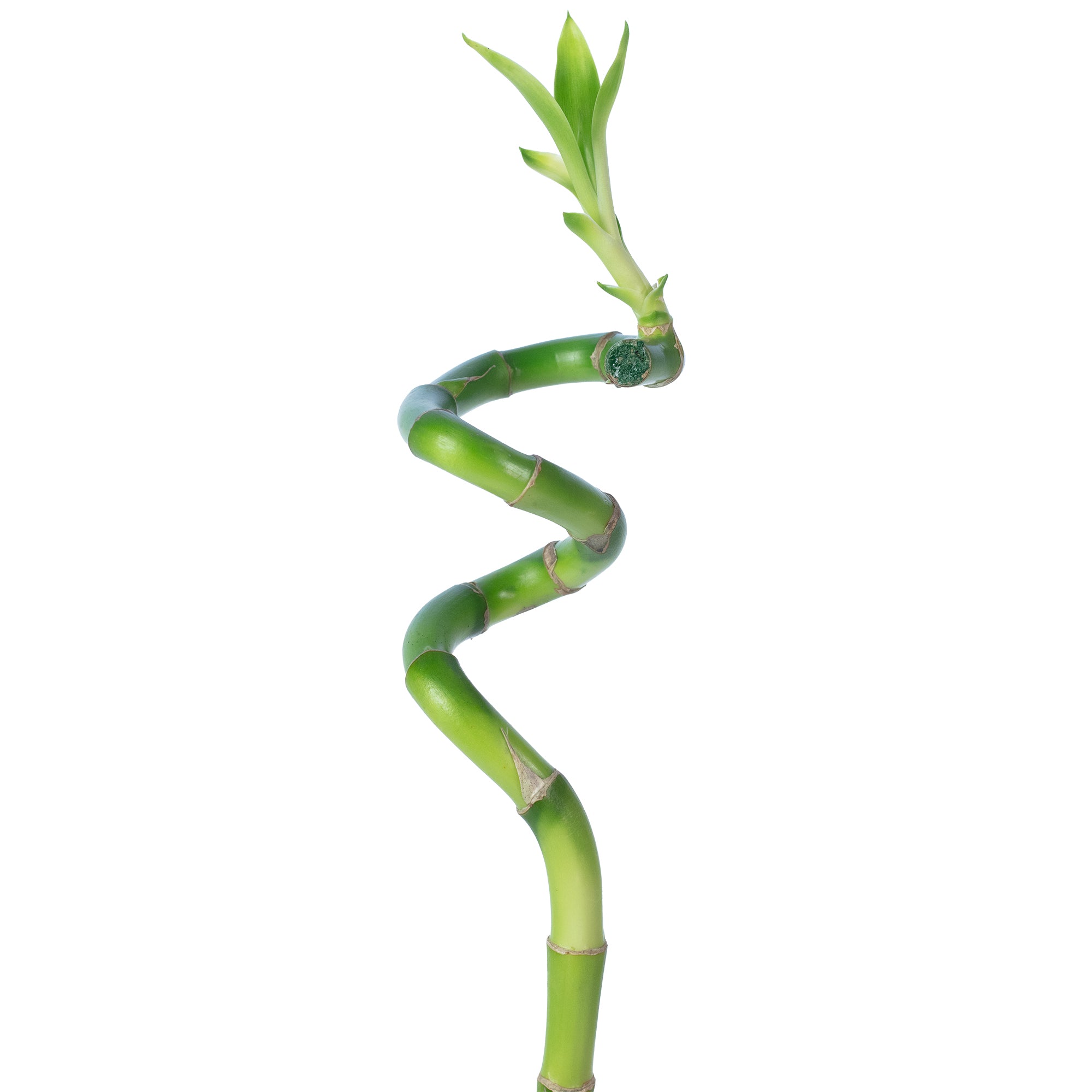 Glücksbambus 'Lucky Bamboo' spiralförmiger Stengel, im Röhrchen - Dracaena Sanderiana - 50 cm