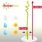 Glücksbambus "Lucky Bamboo" spiralförmiger Stengel, im Röhrchen - Dracaena Sanderiana - Höhe ca. 50 cm, Topf-Ø 5 cm