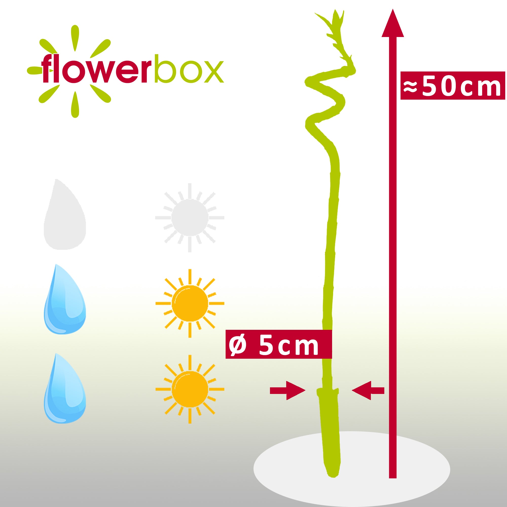 Glücksbambus "Lucky Bamboo" spiralförmiger Stengel, im Röhrchen - Dracaena Sanderiana - Höhe ca. 50 cm, Topf-Ø 5 cm