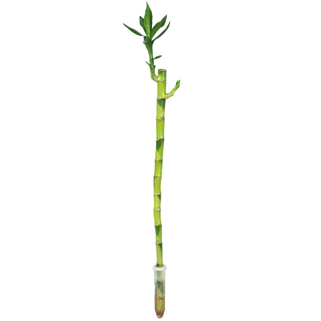Lucky Bamboo, straight stem, in a tube - Dracaena sanderiana - height approx. 50 cm, pot diameter 5 cm