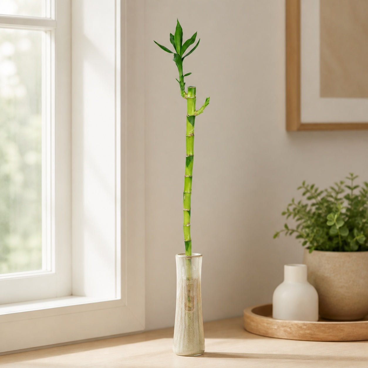 Lucky Bamboo, straight stem, in a tube - Dracaena sanderiana - height approx. 50 cm, pot diameter 5 cm