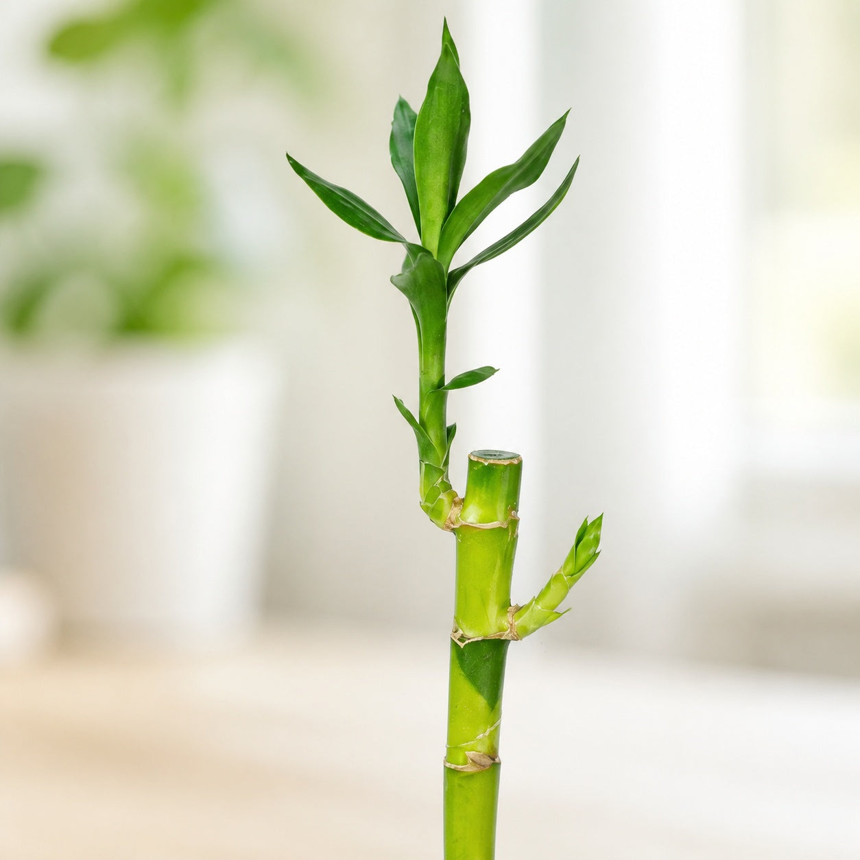Lucky Bamboo, straight stem, in a tube - Dracaena sanderiana - height approx. 50 cm, pot diameter 5 cm