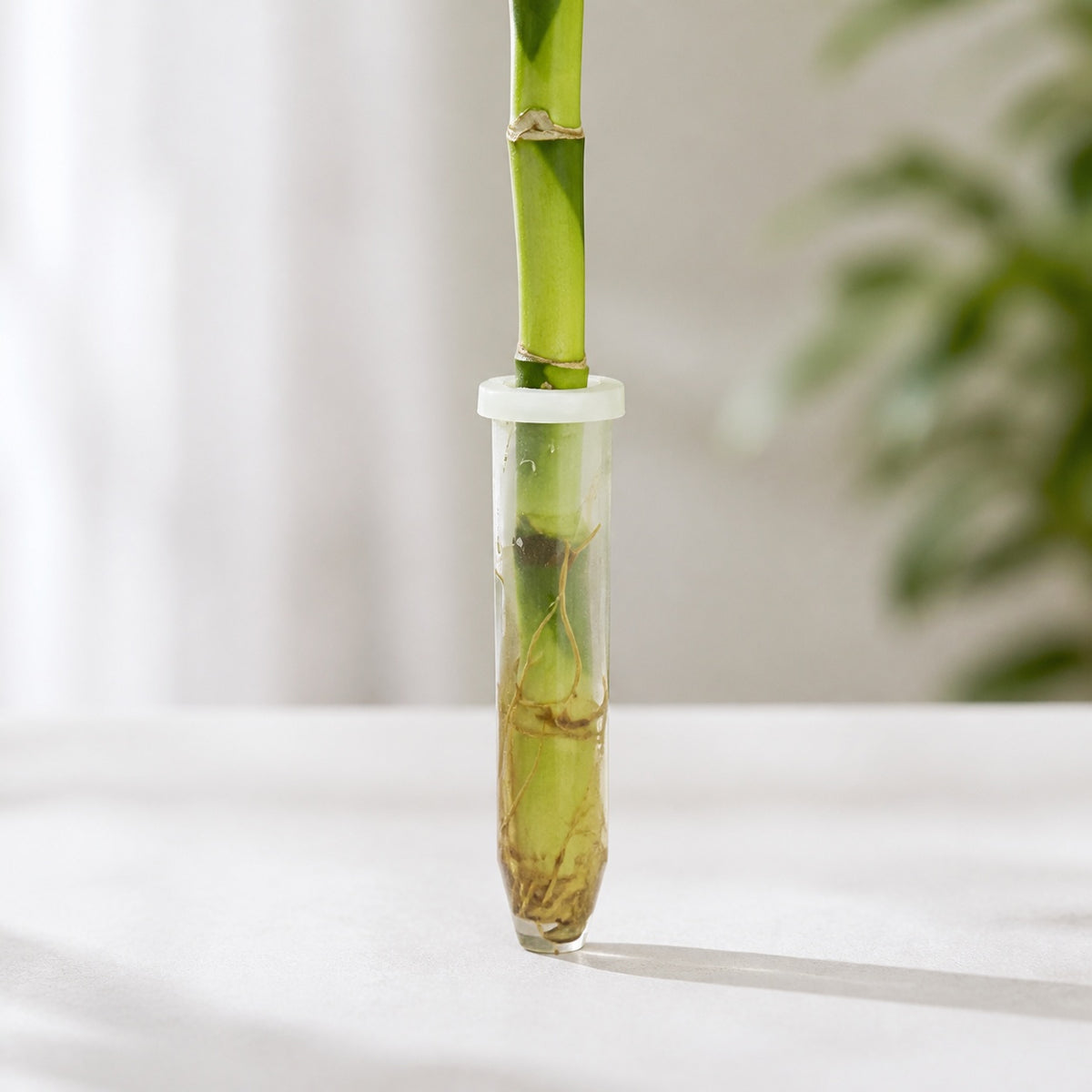 Glücksbambus "Lucky Bamboo" gerader Stengel, im Röhrchen - Dracaena Sanderiana - Höhe ca. 50 cm, Topf-Ø 5 cm