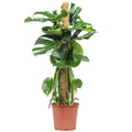 Monstera deliciosa (plante à fromage suisse) sur tuteur en mousse - Hauteur env. 80 cm, diamètre du pot 19 cm