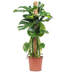 Monstera deliciosa (plante à fromage suisse) sur tuteur en mousse - Hauteur env. 80 cm, diamètre du pot 19 cm