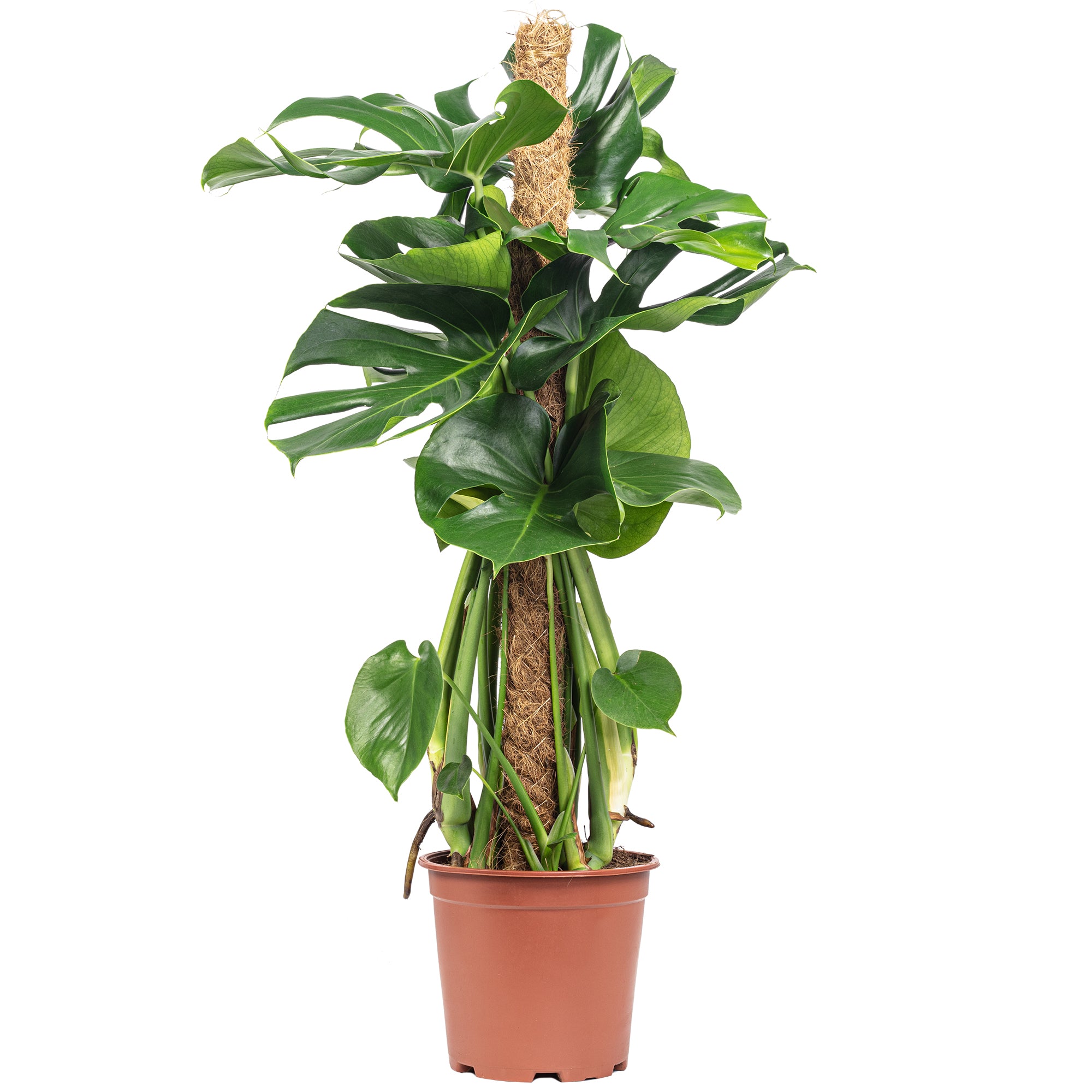 Swiss cheese plant on a moss pole - Monstera deliciosa - Height approx. 80 cm, pot diameter 19 cm