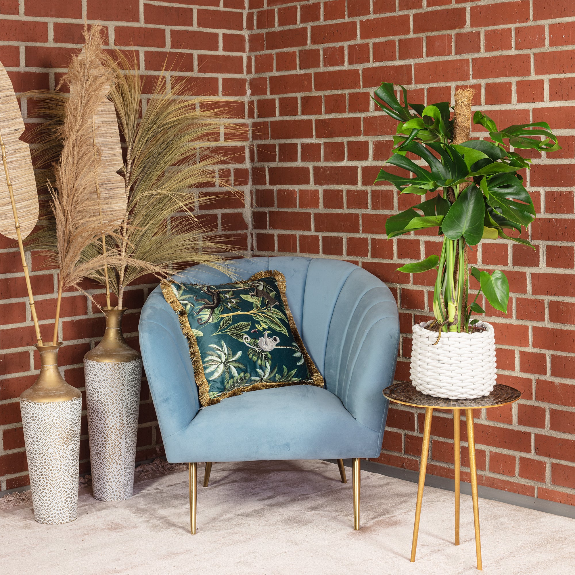Swiss cheese plant on a moss pole - Monstera deliciosa - Height approx. 80 cm, pot diameter 19 cm