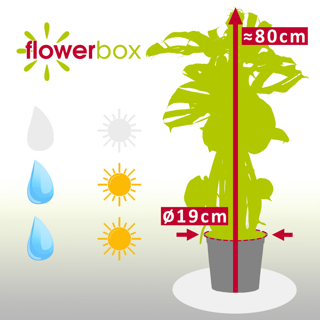 Monstera deliciosa (plante à fromage suisse) sur tuteur en mousse - Hauteur env. 80 cm, diamètre du pot 19 cm