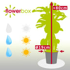 Monstera deliciosa (plante à fromage suisse) sur tuteur en mousse - Hauteur env. 80 cm, diamètre du pot 19 cm