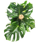 Monstera deliciosa (plante à fromage suisse) sur tuteur en mousse - Hauteur env. 80 cm, diamètre du pot 19 cm