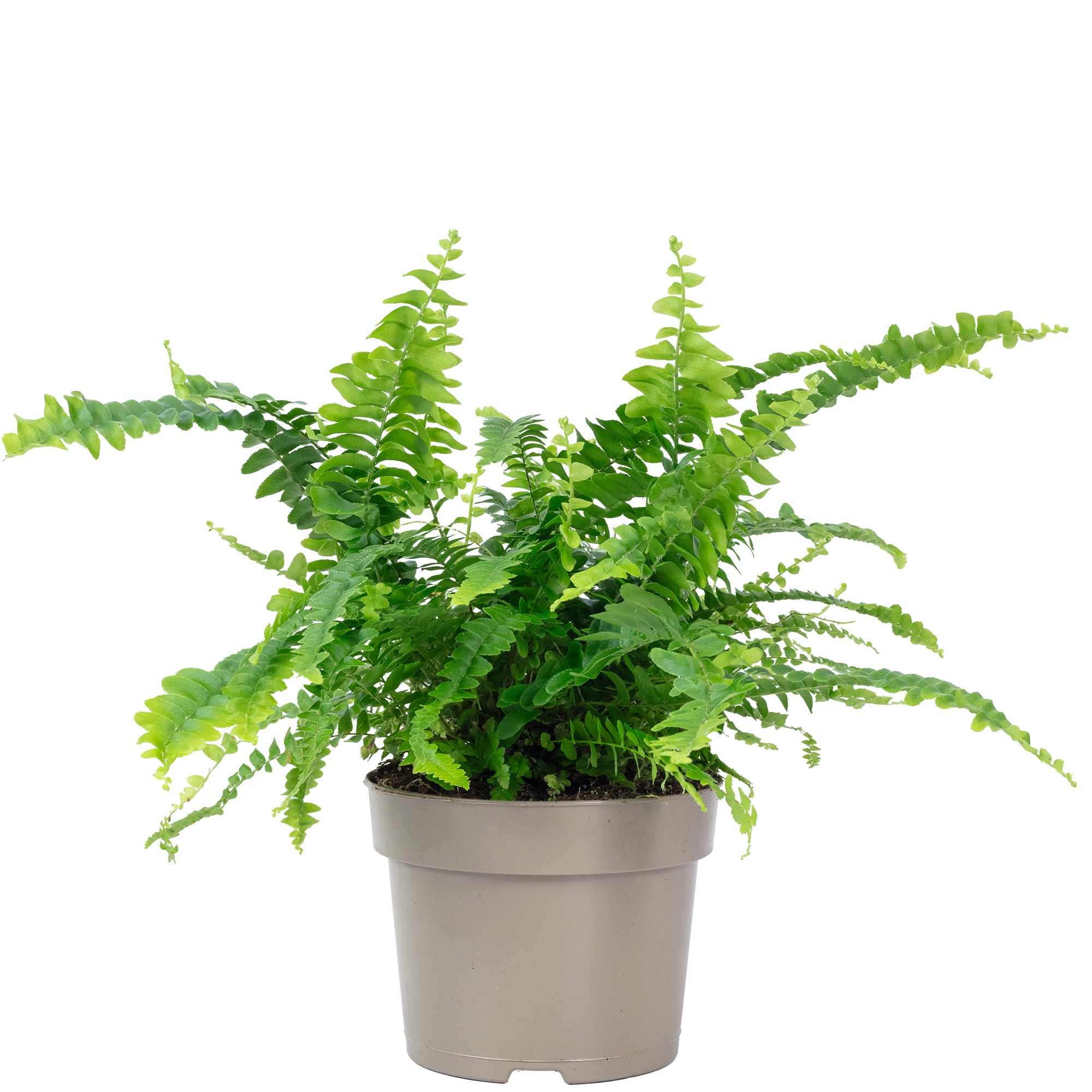 Sword fern "Green Lady" - Nephrolepis - Height approx. 35 cm, pot diameter 12 cm