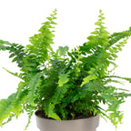 Fougère épée « Green Lady » - Nephrolepis - Hauteur env. 35 cm, diamètre du pot 12 cm