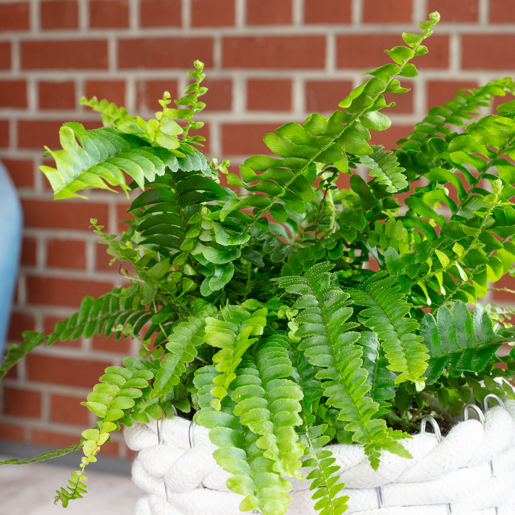 Fougère épée « Green Lady » - Nephrolepis - Hauteur env. 35 cm, diamètre du pot 12 cm