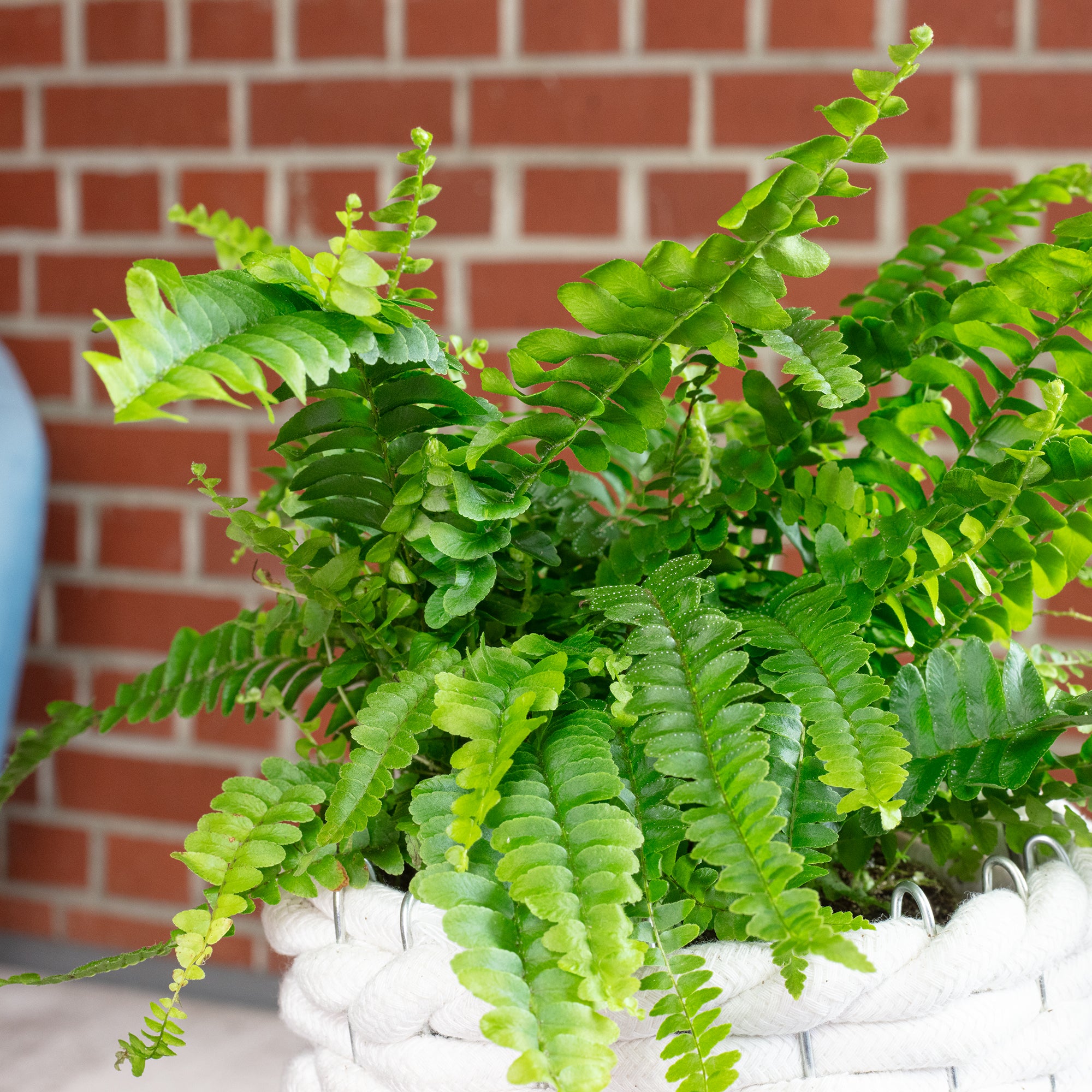 Sword fern "Green Lady" - Nephrolepis - Height approx. 35 cm, pot diameter 12 cm