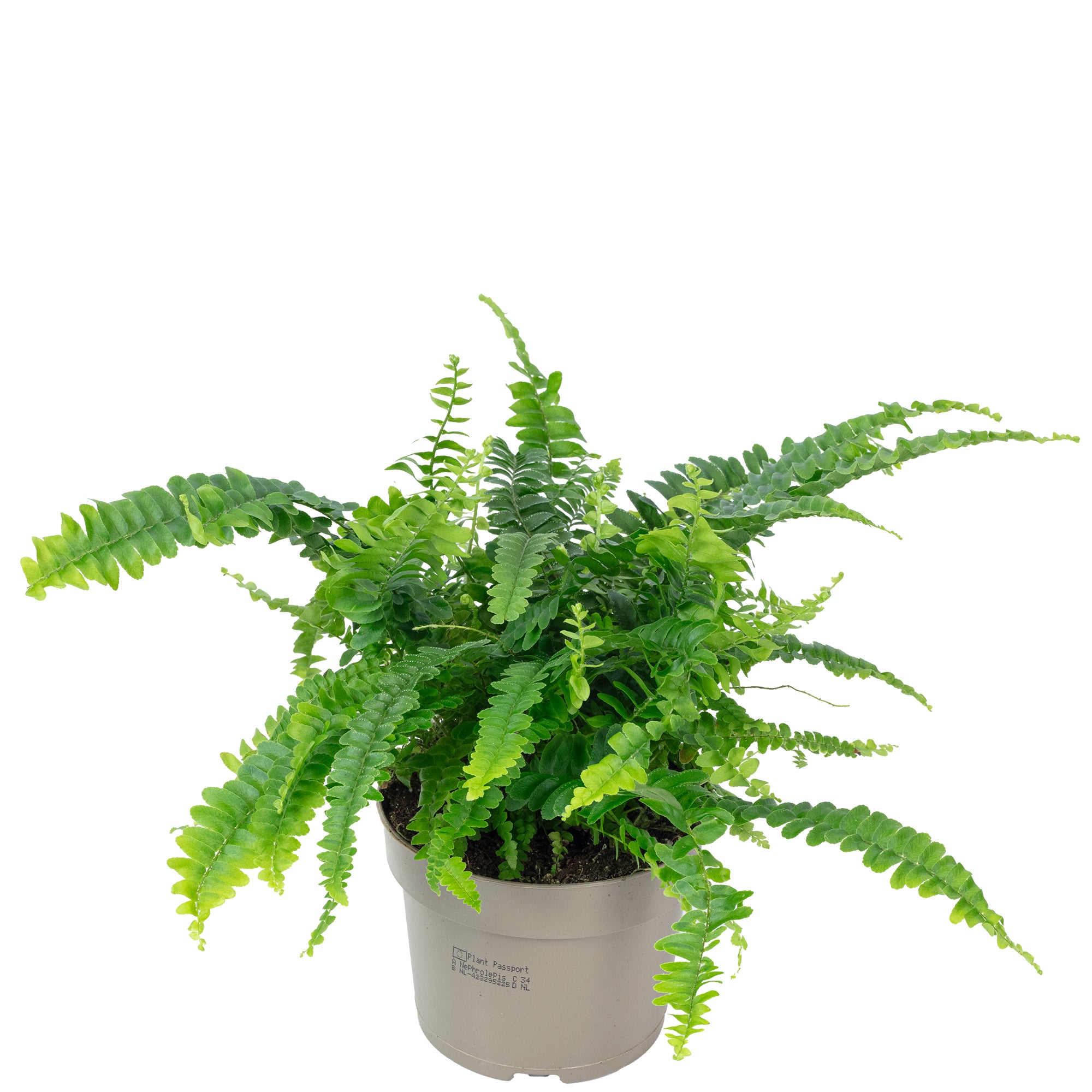 Fougère épée « Green Lady » - Nephrolepis - Hauteur env. 35 cm, diamètre du pot 12 cm