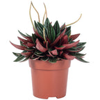 Zwergpfeffer 'Smit Rosso' - Peperomia - 15 cm