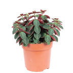 Zwergpfeffer Mix Smit-Sortiment - Peperomia - Höhe ca. 12-15 cm, Topf-Ø 10,5 cm