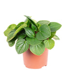 Zwergpfeffer Mix Smit-Sortiment - Peperomia - Höhe ca. 12-15 cm, Topf-Ø 10,5 cm