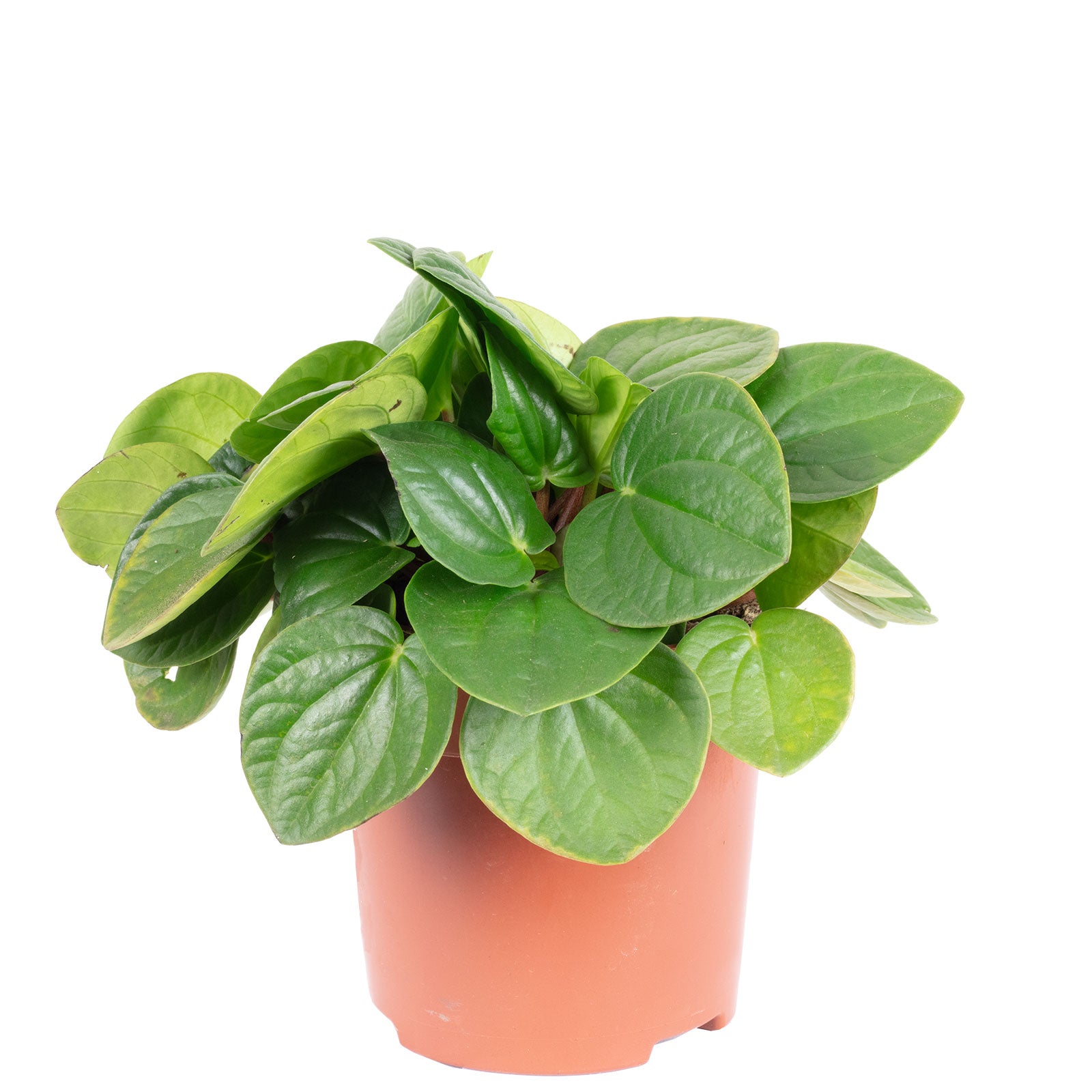 Zwergpfeffer Mix Smit-Sortiment - Peperomia - Höhe ca. 12-15 cm, Topf-Ø 10,5 cm