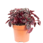 Zwergpfeffer Mix Smit-Sortiment - Peperomia - Höhe ca. 12-15 cm, Topf-Ø 10,5 cm