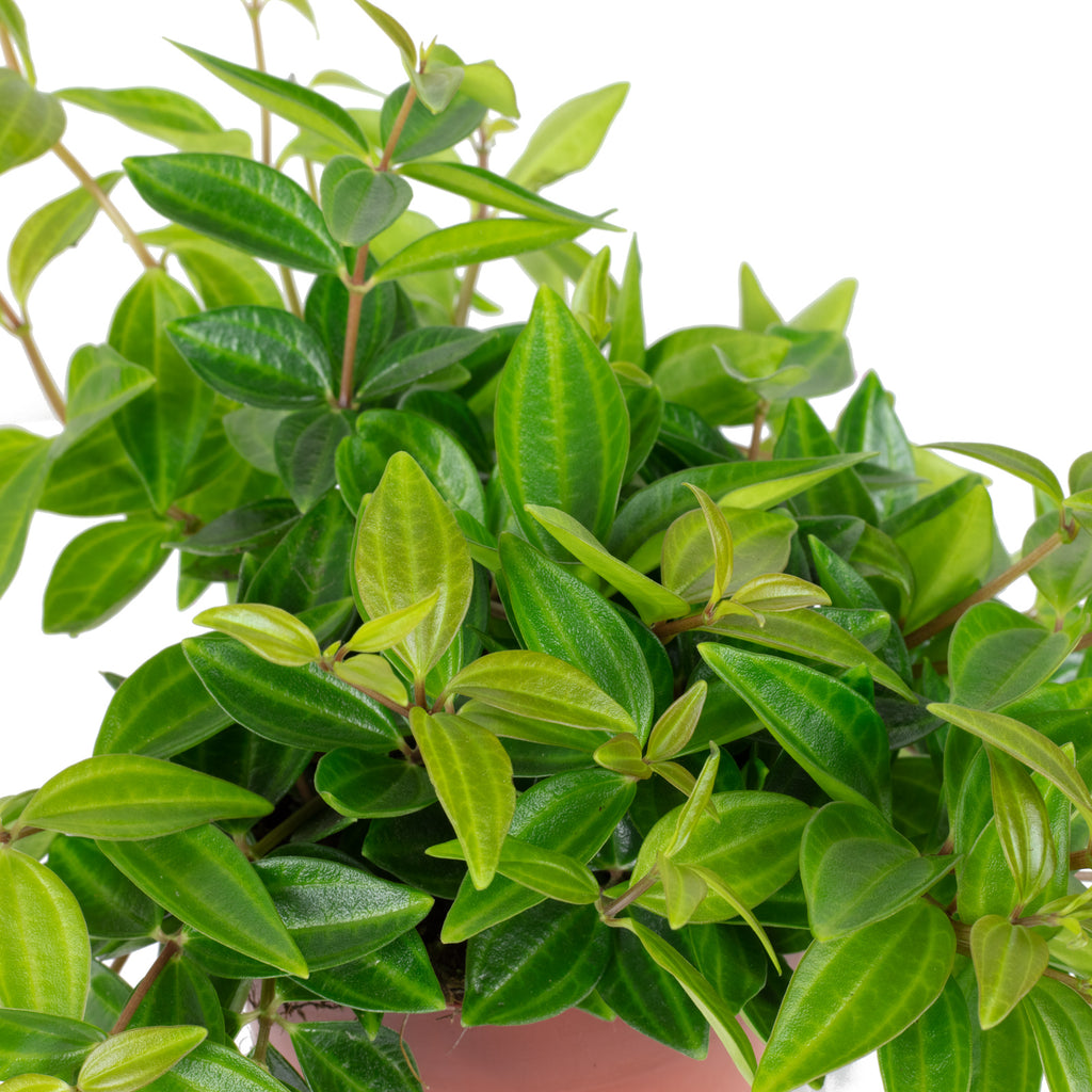 Zwergpfeffer Mix Smit-Sortiment - Peperomia - Höhe ca. 12-15 cm, Topf-Ø 10,5 cm